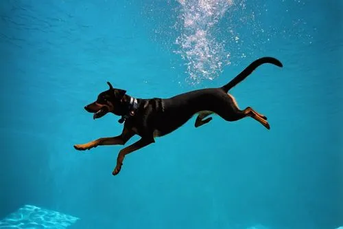 dog swimming,dog in the water,australian kelpie,water dog,flying dog,scuba,austrian pinscher,beauceron,belgian shepherd malinois,diver,german pinscher,doberman,dobermann,dobermannt,malinois,english to