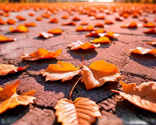 Small scenic picture, autumn season, fallen orange leaves, scattered on ground, warm sunlight, soft focus, shallow depth of field, close-up shot, warm color tone, cinematic lighting, golden hour, natu