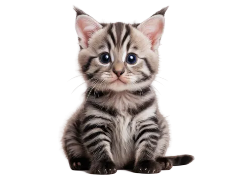 bengal cat,ocelots,striped background,tabby kitten,stripey,bengal,baby zebra,ocelot,tiger cat,european shorthair,bengalensis,tabby cat,tiger cub,tigerle,diamond zebra,margay,cute animal,cute cat,tigert,tigerish,Conceptual Art,Daily,Daily 29