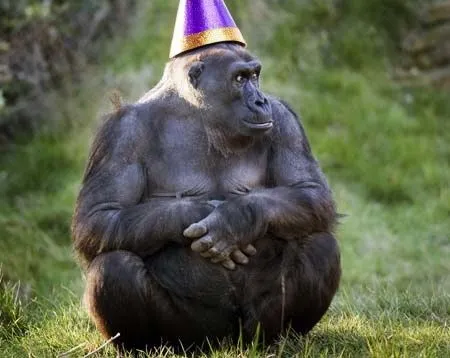 Party hat,party hat,birthday hat,party animal,party hats,birthdays,birthday template,common chimpanzee,birthday party,happy birthday balloons,funny animals,birthday greeting,birthday independent,chimp