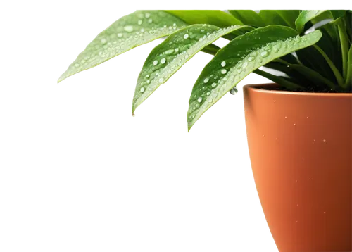 potted plant,money plant,houseplant,potted palm,potted plants,ornamental plants,plant pot,green plant,plants in pots,container plant,ornamental plant,pot plant,house plants,dark green plant,exotic plants,plant protection,plant pots,perennial plants,herbaceous plant,fern plant,Illustration,Black and White,Black and White 20