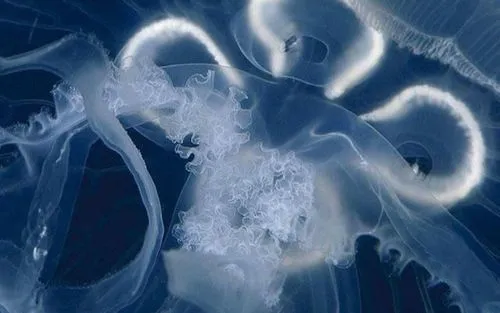 patronus,light fractal,photograms,jellyfishes,fractal art,crystallization