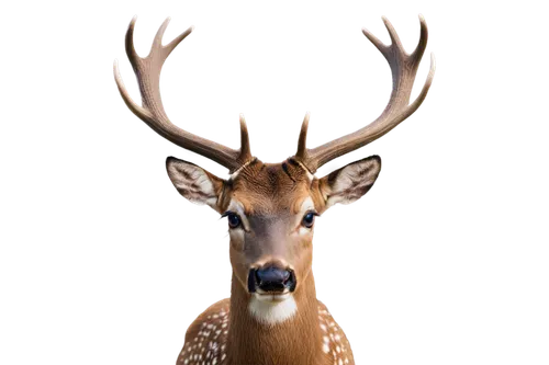 red-necked buck,male deer,whitetail,whitetail buck,spotted deer,white-tailed deer,dotted deer,pere davids male deer,deer,antlered,deer illustration,european deer,blacktail,venado,gold deer,fallow deer,winter deer,deer head,antler velvet,mule deer,Illustration,Children,Children 02