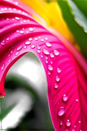 heliconia,tropical leaf,dew drops,dew drops on flower,rainy leaf,dew drop,dewdrops,raindrop,droplets,rainwater drops,dew droplets,water lily leaf,fuschia,garden dew,raindrops,dewdrop,tropical leaf pattern,rain droplets,morning dew,waterdrops,Conceptual Art,Fantasy,Fantasy 24