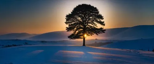 снежная пустошь,a lone tree in the middle of the snow covered mountains,lone tree,isolated tree,fir tree silhouette,winter tree,snow landscape,winter landscape