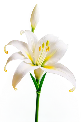 white lily,lily flower,easter lilies,lilium candidum,lilium,lilies,white cosmos,white flower,flowers png,lilies of the valley,lillies,madonna lily,delicate white flower,zephyranthes,lily water,tuberose,lily of the valley,white plumeria,african lily,flower background,Illustration,Realistic Fantasy,Realistic Fantasy 39