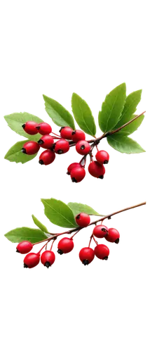 red berries,flowers png,chili berries,rose hips,holly berries,rose hip plant,red green,mistletoe berries,rosehip berries,bearberry,spring leaf background,red flowers,rowanberry,raspberry leaf,holly leaves,flower background,christmas flower,red petals,cherry branch,red and green,Illustration,Retro,Retro 14