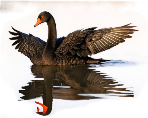 american black duck,canada goose,greylag goose,canadian goose,rallidae,surf scoter,nile goose,tula fighting goose,water fowl,cuba whistling goose,black swan,sporting decoys,aquatic bird,australian shelduck,greylag geese,gooseander,anatidae,goose,waterfowl,wild goose,Illustration,Retro,Retro 02