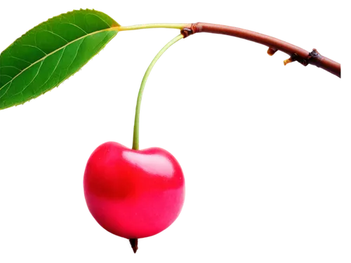 bladder cherry,cherry twig,cherry branch,great cherry,syzygium,rose apple,jewish cherries,fuschia,wild cherry,cherry,heart cherries,ornamental cherry,syzygium aromaticum,syzygium malaccense,pitaya,cherry flower,indian jujube,magnoliaceae,rowanberries,schisandraceae,Illustration,Japanese style,Japanese Style 18