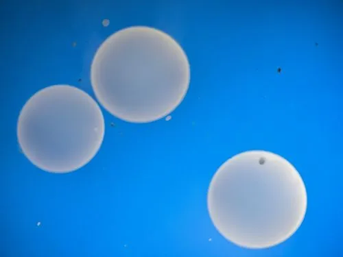 romulus,three bubbles of water in the middle of a blue sky,ellipsoids,microspheres,phyllodesmium,spherules,oviducts,coliforms