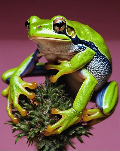 jazz frog garden ornament,eastern dwarf tree frog,coral finger tree frog,pacific treefrog,litoria caerulea,red-eyed tree frog,squirrel tree frog,tree frogs,litoria fallax,shrub frog,tree frog,kissing frog,green frog,barking tree frog,frog figure,woman frog,frog background,frog king,coral finger frog,kawaii frogs,Photography,Fashion Photography,Fashion Photography 20