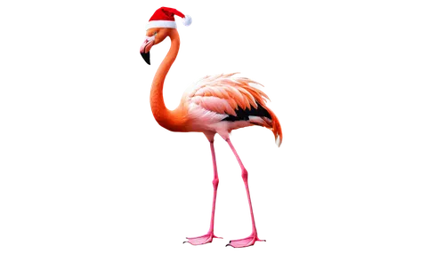 greater flamingo,pink flamingo,flamingo,two flamingo,flamingo couple,cuba flamingos,flamingo pattern,flamingos,flamingo with shadow,flamingoes,lawn flamingo,pink flamingos,grey neck king crane,bird png,crane-like bird,anthropomorphized animals,scarlet ibis,bird illustration,stork,exotic bird,Photography,Documentary Photography,Documentary Photography 31