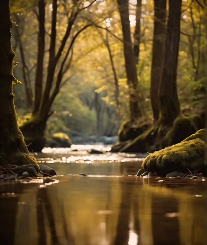 riparian forest,flowing creek,beech forest,green trees with water,brook landscape,bavarian forest,streams,river landscape,clear stream,mountain stream,germany forest,forest landscape,trossachs national park - dunblane,watercourse,landscape photography,flowing water,stream,a river,aaa,backwater,Photography,General,Cinematic