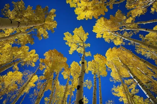 Fall Foliage Photo of Aspen Trees,aspen,american aspen,golden trumpet trees,colorado,trees in the fall,the trees in the fall,vail,sweet birch,fall foliage,birch trees,golden autumn,birch tree,yellow l