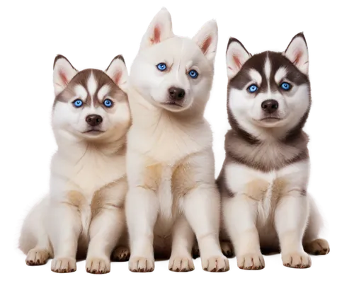 huskies,malamutes,dog breed,color dogs,three dogs,akitas,dog pure-breed,animorphs,siberian husky,husked,huskic,samoyeds,quadrupeds,huskey,canids,white wolves,canines,woofers,canidae,huskie,Art,Classical Oil Painting,Classical Oil Painting 24