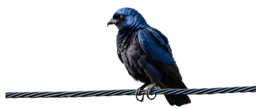 hyacinth macaw,blue macaw,3d crow,blue parrot,bird png,blue buzzard,blue macaws,microraptor,macaw,blue crane,nicobar pigeon,blue and gold macaw,macaw hyacinth,confuciusornis,bluejay,blue jay,bird looking,reiger,corvid,blue parakeet,Illustration,Black and White,Black and White 06