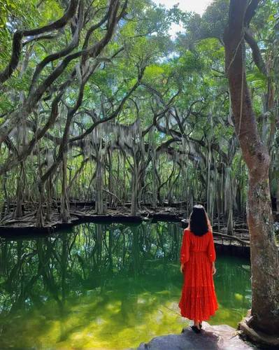 the roots of the mangrove trees,eastern mangroves,mangroves,mangrove,siem reap,everglades,swamp,ha noi,cabaneros national park,alligator lake,lalu wetland,hoan kiem lake,everglades np,cenote,bayou la batre,greenforest,herman national park,bodhi tree,tree grove,hoi an,Art,Artistic Painting,Artistic Painting 31