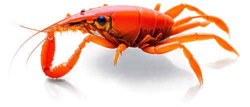 Crayfish, bright orange shell, claws open wide, whisker-like antennae, multiple legs curled up, freshwater aquatic creature, transparent glass aquarium, morning dew, soft natural light, close-up shot,