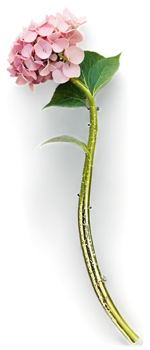 flowers png,anthurium,ikebana,bookmark with flowers,elegans,flower illustration,harp with flowers,illustration of the flowers,ranunculus,flower illustrative,carnivorous plant,schisandraceae,rose tail,funnel flower,rose png,convolvulaceae,rod of asclepius,broccoflower,rose branch,caterpillar,Art,Classical Oil Painting,Classical Oil Painting 03