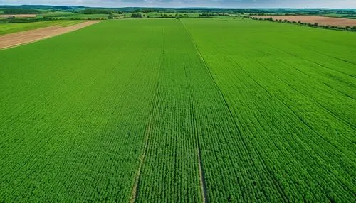 Green farming land,dji agriculture,grain field panorama,green wheat,wheat crops,grain field,green grain,crops,green fields,triticale,foxtail barley,barley field,cropland,wheat field,cultivated field,t