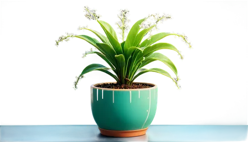 Delicate potted plant, green leaves, curved stems, small white flowers, soil in pot, ceramic pot with intricate design, morning dew, soft sunlight, 3/4 composition, shallow depth of field, warm color 