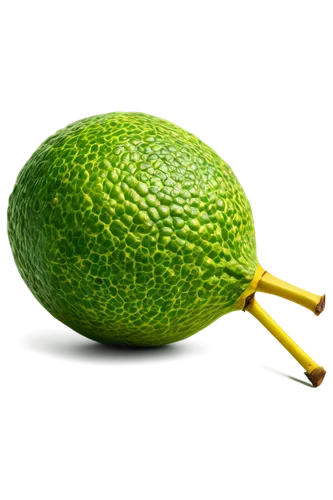 avacado,palta,avocado,avolar,seedpod,green kiwi,aaa,avocation,aaaa,muskmelon,lemon background,chayote,feijoa,avowing,avoirdupois,pepino,avows,patrol,avos,kiwifruit,Art,Classical Oil Painting,Classical Oil Painting 13