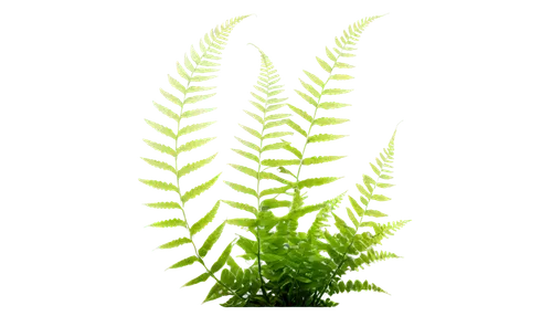 Delicate ferns, green leaves, curly fronds, slender stems, soft focus, morning dew, natural light, 3/4 composition, shallow depth of field, warm color tone, cinematic lighting, close-up shot, gentle b