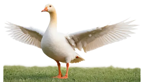 gooseander,easter goose,gwe,greylag goose,peacocke,rockerduck,lameduck,goose,snow goose,nile goose,pato,dove of peace,branta,brahminy duck,duck bird,geese,gooses,bird png,greylag,duck,Photography,Fashion Photography,Fashion Photography 10