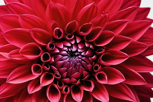 Create a poem about the vivid beauty of a red dahlia in full bloom.,red dahlia,red chrysanthemum,filled dahlia,dahlia flower,dahlia bloom,dahlia,vancouver dahlia,star dahlia,red gerbera,flower of dahl