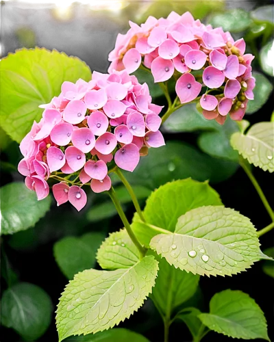 pink hydrangea,hydrangeaceae,hydrangea flower,hydrangea flowers,hydrangea,hydrangea serrata,hydrangeas,hydrangea background,gingham flowers,pink flowers,purple hydrangeas,lantana,oakleaf hydrangea,kalanchoe,viburnum,african violets,flower background,impatiens,pink flower,ornamental flowers,Illustration,Retro,Retro 13