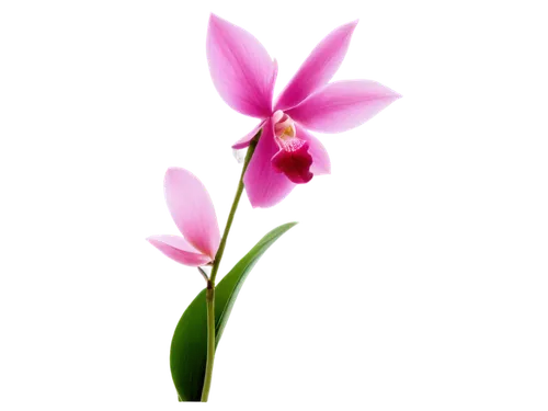 flowers png,laelia,orchid flower,wild orchid,moth orchid,orchid,mixed orchid,spathoglottis,centaurium,lotus png,pink tulip,christmas orchid,laelia crispa,epidendrum,flower background,laelia albida,spectabilis,orchids of the philippines,tulip background,turkestan tulip,Photography,Black and white photography,Black and White Photography 10