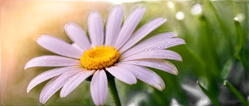 ox-eye daisy,marguerite daisy,common daisy,shasta daisy,daisy flower,oxeye daisy,perennial daisy,leucanthemum,cosmea,african daisy,wood daisy background,margueritte,barberton daisy,colorful daisy,south african daisy,daisy flowers,pyrethrum,meadow daisy,daisylike,osteospermum,Photography,Artistic Photography,Artistic Photography 04