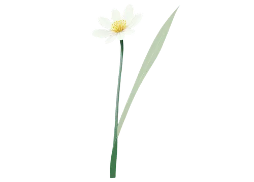 minimalist flowers,flowers png,tulip white,daffodil,tulipa,turkestan tulip,jonquils,the trumpet daffodil,sego lily,white lily,lotus png,single flower,narcissus pseudonarcissus,flower illustration,ikebana,daffodils,tulipa tarda,autumnalis,narcissus,star-of-bethlehem,Conceptual Art,Daily,Daily 29