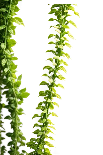 Tangled jungle vines, lush green leaves, thick twisted stems, curling tendrils, exotic flowers, warm golden light, soft focus, shallow depth of field, cinematic composition, 3/4 view, detailed texture