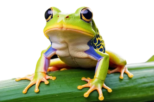 coral finger tree frog,pacific treefrog,eastern dwarf tree frog,frog background,coral finger frog,kawaii frog,litoria fallax,squirrel tree frog,frog,green frog,red-eyed tree frog,kawaii frogs,patrol,tree frog,frog figure,narrow-mouthed frog,golden poison frog,woman frog,gecko,barking tree frog,Conceptual Art,Fantasy,Fantasy 09