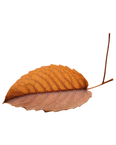 acorn leaf,chestnut leaf,suspended leaf,brown leaf,maple leave,beech leaf,fallen acorn,dried leaf,magnolia leaf,leaf branch,fan leaf,walnut leaf,wood and leaf,acorn leaves,leaf background,chestnut with leaf,thunberg's fan maple,autumn leaf paper,indian almond,custody leaf,Photography,Fashion Photography,Fashion Photography 19