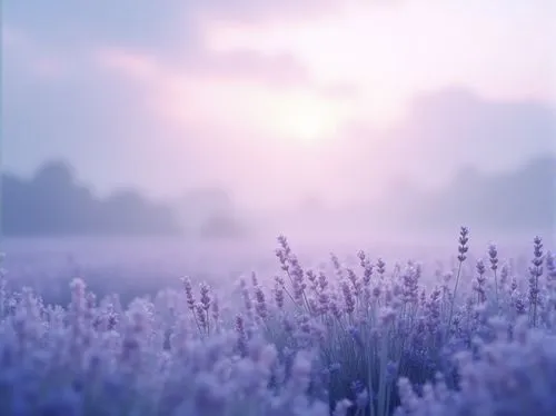 lavender field,lavender,lavender fields,the lavender flower,vintage lavender background,lavender flowers,meadow in pastel,lavendar,pastel wallpaper,lavender flower,lavenders,pale purple,lavandula,light purple,purple wallpaper,purple landscape,lavender blush,meadows of dew,lavenu,lavander,Photography,General,Realistic