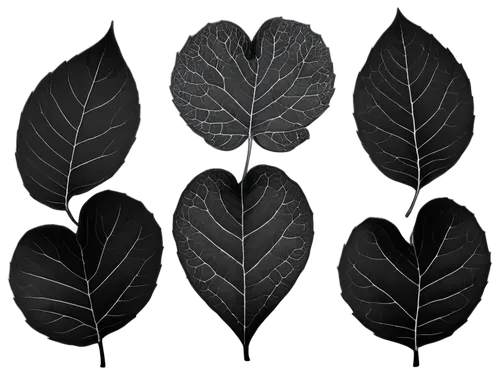 walnut leaf,leaf veins,magnolia leaf,leaf pattern,beech leaf,leaf background,leaf icons,fig leaf,leaves frame,chestnut leaf,skeleton leaves,leaf structure,photograms,tropical leaf,embroidered leaves,the leaves of chestnut,fan leaf,beech leaves,tropical leaf pattern,leaf drawing,Photography,Documentary Photography,Documentary Photography 24