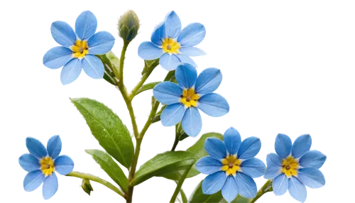 blue daisies,blue flowers,flowers png,myosotis,blue flower,blu flower,blue petals,mountain bluets,forget me nots,chionodes,dayflower,flower background,forget me not,gentians,flower wallpaper,blue flax,alpine flowers,wood daisy background,star of bethlehem,alpine flower,Illustration,Black and White,Black and White 19