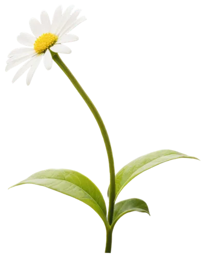 flowers png,leucanthemum,shasta daisy,wood daisy background,leucanthemum maximum,common daisy,oxeye daisy,camomile flower,mayweed,perennial daisy,flower background,minimalist flowers,bellis perennis,coneflower,flower illustrative,marguerite,fleabane,marguerite daisy,single flower,xerochrysum bracteatumm,Art,Classical Oil Painting,Classical Oil Painting 28