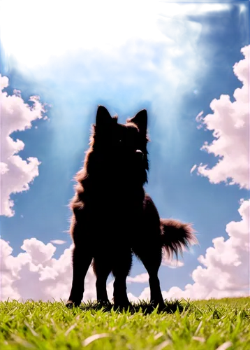 schipperke,eurasier,finnish lapphund,keeshond,swedish lapphund,german spitz,belgian shepherd,german spitz mittel,belgian shepherd dog,black shepherd,king shepherd,german shepherd,pomeranian,black german shepherd,dog frame,caucasian shepherd dog,shiloh shepherd dog,akita inu,german spitz klein,german shepherd dog,Illustration,Black and White,Black and White 33