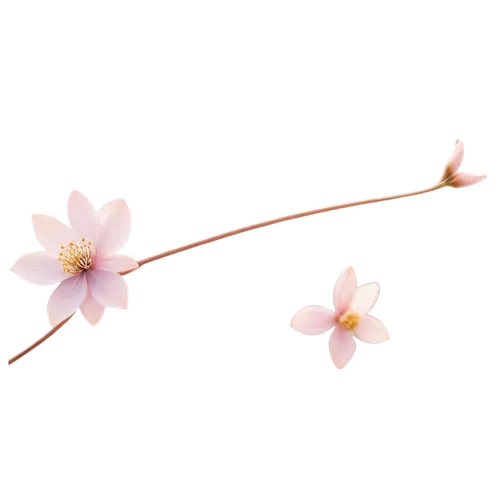 minimalist flowers,flowers png,sakura flower,wood daisy background,gaura,cherry blossom branch,japanese anemones,japanese anemone,sakura branch,flower background,ikebana,flower illustration,japanese floral background,floral digital background,japanese sakura background,single flower,anemone japonica,flower ribbon,sakura flowers,japanese carnation cherry,Art,Artistic Painting,Artistic Painting 28