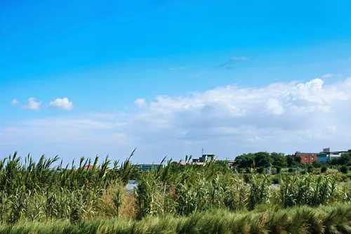 a grassy field with an old building on the other side,phragmites,cropland,polders,prairial,phragmites australis,cornfield