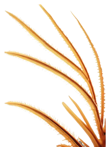 echinochloa,ornamental grass,elymus,sunburst background,spikelets,feather bristle grass,sea oat grass,marram grass,grass fronds,bromus,palm fronds,muhlenbergia,pennisetum,miscanthus,needlegrass,stipa,dune grass,spikelet,sedges,cheatgrass,Art,Artistic Painting,Artistic Painting 07