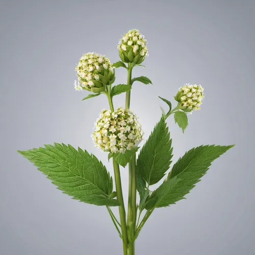 japanese meadowsweet,viburnum,white currant,guelder rose,water dropwort,umbelliferae,meadowsweet,butterbur,spirea,veratrum,currant blossom,celery and lotus seeds,flower umbel,vintage anise green background,white grape hyacinths,sambucus,solomon's seal,siberian ginseng,galium,hydrangea serrata,Photography,General,Natural