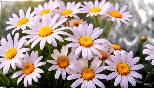 white daisies,wood daisy background,daisy flowers,australian daisies,barberton daisies,marguerite daisy,margueritte,daisies,pyrethrum,leucanthemum,shasta daisy,perennial daisy,oxeye daisy,daisylike,common daisy,ox-eye daisy,sun daisies,autumn daisy,daisy flower,crepis,Photography,Artistic Photography,Artistic Photography 04