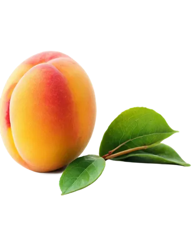 apricot,peach,apricots,peaches,peach color,nectarine,yellow peach,guava,muskmelon,peachpit,peach tree,mango,citrus,peach flower,gourmelon,vineyard peach,peach rose,mangos,nectarines,peacham,Illustration,Retro,Retro 17