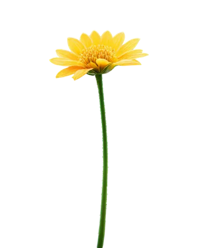 flowers png,yellow gerbera,asteraceae,hieracium,calendula,small sun flower,calenduleae,helianthus,yellow calendula flower,single flower,helianthus occidentalis,xerochrysum bracteatumm,cleanup,rudbeckia,gerbera,yellow flower,arnica,sand coreopsis,defense,yellow chrysanthemum,Illustration,Retro,Retro 26