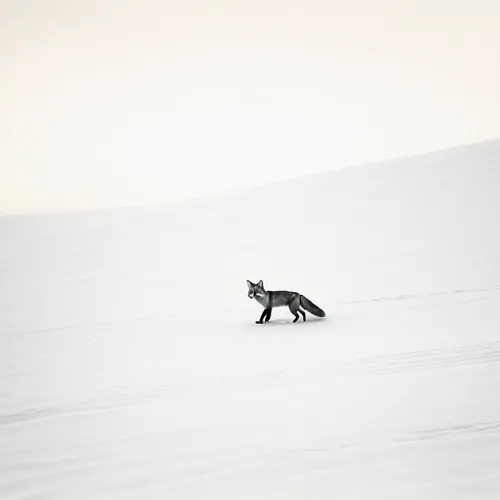 desert fox,south american gray fox,arctic fox,canis lupus,coyote,black shepherd,kit fox,animal silhouettes,fox with cub,sand fox,white sands national monument,lone warrior,wolf hunting,canidae,sled dog,vulpes vulpes,european wolf,red wolf,grey fox,on the hunt,Photography,Black and white photography,Black and White Photography 15