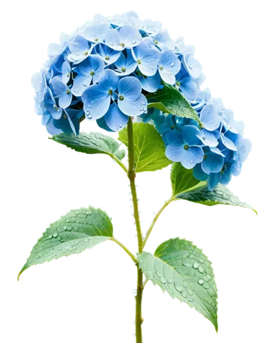 hydrangea flower,hydrangeaceae,blue hydrangea,hydrangea background,hydrangea,hydrangea flowers,blue flower,flowers png,hydrangea serrata,hydrangeas,cleanup,blue chrysanthemum,blue flowers,blue rose,blue petals,carnation of india,flower background,forget-me-not,defense,plumbago,Unique,Pixel,Pixel 04